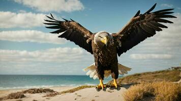 A beautiful summer day with blue sky and a lone Steller's sea eagle over the beach AI Generative photo