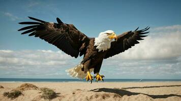 A beautiful summer day with blue sky and a lone Steller's sea eagle over the beach AI Generative photo