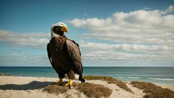 A beautiful summer day with blue sky and a lone Steller's sea eagle over the beach AI Generative photo