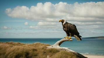 un hermosa verano día con azul cielo y un solitario de Steller mar águila terminado el playa ai generativo foto