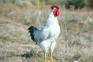 White rooster with red comb in the field, close-up photo