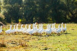 Group of white geese on the meadow in autumn day. photo