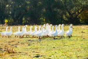Group of white geese on the meadow in autumn day. photo