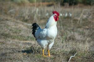 White rooster with red comb in the field, close-up photo