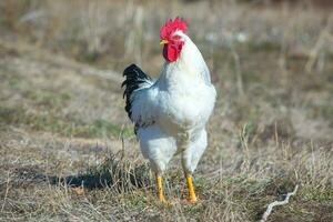White rooster with red comb in the field, close-up photo