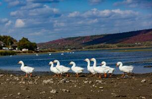 Group of white geese on the meadow in autumn day. photo