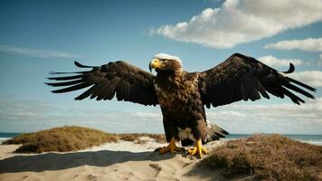 A beautiful summer day with blue sky and a lone Steller's sea eagle over the beach AI Generative photo