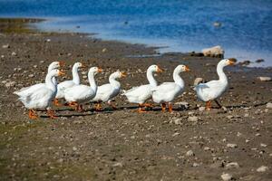 Group of white geese on the meadow in autumn day. photo