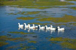 Group of white geese on the meadow in autumn day. photo