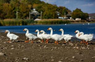 Group of white geese on the meadow in autumn day. photo