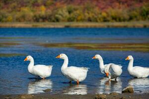 Group of white geese on the meadow in autumn day. photo