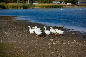 Group of white geese on the meadow in autumn day. photo