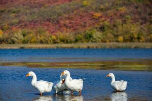 Group of white geese on the meadow in autumn day. photo