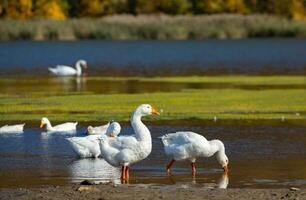 Group of white geese on the meadow in autumn day. photo