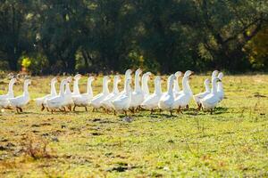 Group of white geese on the meadow in autumn day. photo