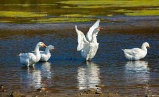 Group of white geese on the meadow in autumn day. photo