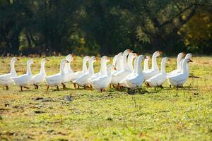 Group of white geese on the meadow in autumn day. photo