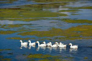 grupo de blanco gansos en el prado en otoño día. foto