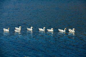 grupo de blanco gansos en el prado en otoño día. foto