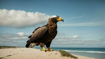 un hermosa verano día con azul cielo y un solitario de Steller mar águila terminado el playa ai generativo foto