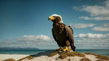 A beautiful summer day with blue sky and a lone Steller's sea eagle over the beach AI Generative photo