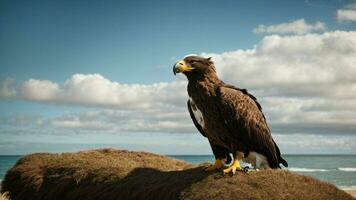 A beautiful summer day with blue sky and a lone Steller's sea eagle over the beach AI Generative photo