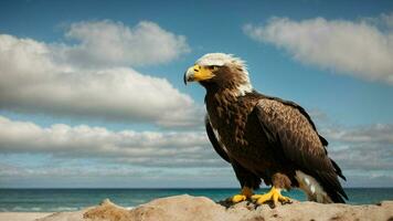 un hermosa verano día con azul cielo y un solitario de Steller mar águila terminado el playa ai generativo foto