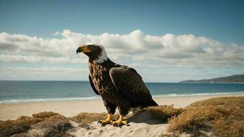 un hermosa verano día con azul cielo y un solitario de Steller mar águila terminado el playa ai generativo foto