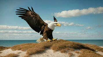 A beautiful summer day with blue sky and a lone Steller's sea eagle over the beach AI Generative photo