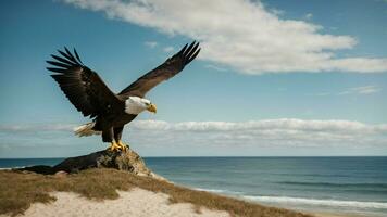 A beautiful summer day with blue sky and a lone Steller's sea eagle over the beach AI Generative photo