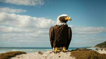 A beautiful summer day with blue sky and a lone Steller's sea eagle over the beach AI Generative photo