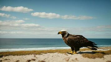 un hermosa verano día con azul cielo y un solitario de Steller mar águila terminado el playa ai generativo foto