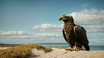 A beautiful summer day with blue sky and a lone Steller's sea eagle over the beach AI Generative photo