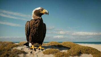 A beautiful summer day with blue sky and a lone Steller's sea eagle over the beach AI Generative photo