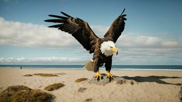 un hermosa verano día con azul cielo y un solitario de Steller mar águila terminado el playa ai generativo foto