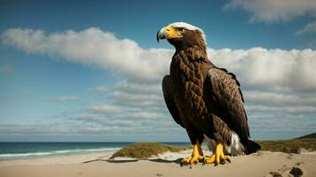 un hermosa verano día con azul cielo y un solitario de Steller mar águila terminado el playa ai generativo foto