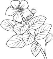 realista catharanthus flor colorante páginas, Madagascar bígaro dibujo, bígaro dibujo, flor racimo dibujo, linda flor colorante páginas, ilustración vector arte, negro bígaro línea Arte