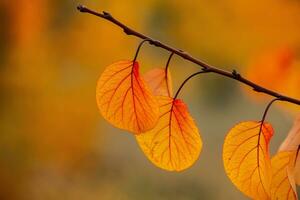 Photo with colorful autumn leaves. Background with magical autumn.