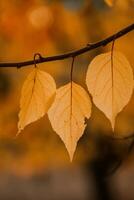 Photo with colorful autumn leaves. Background with magical autumn.