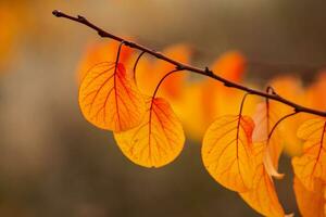 Photo with colorful autumn leaves. Background with magical autumn.