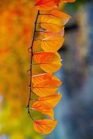 Photo with colorful autumn leaves. Background with magical autumn.