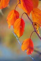Photo with colorful autumn leaves. Background with magical autumn.
