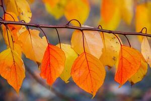 Photo with colorful autumn leaves. Background with magical autumn.