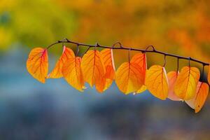 Photo with colorful autumn leaves. Background with magical autumn.