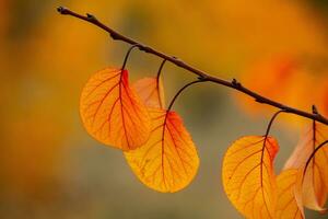 Photo with colorful autumn leaves. Background with magical autumn.