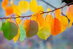 Photo with colorful autumn leaves. Background with magical autumn.