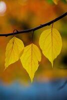 Photo with colorful autumn leaves. Background with magical autumn.