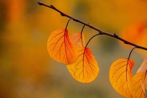 Photo with colorful autumn leaves. Background with magical autumn.