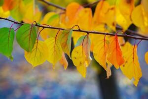 Photo with colorful autumn leaves. Background with magical autumn.