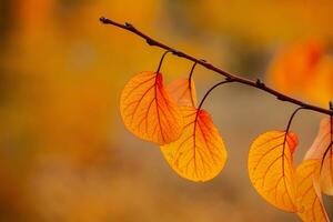 Photo with colorful autumn leaves. Background with magical autumn.